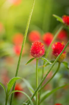 The background image of the colorful flowers, background nature