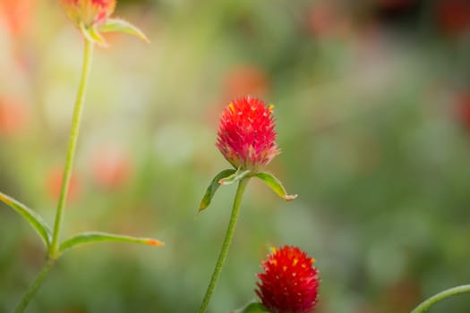 The background image of the colorful flowers, background nature