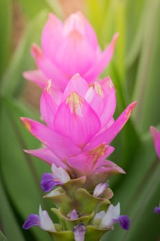 The background image of the colorful flowers, background nature