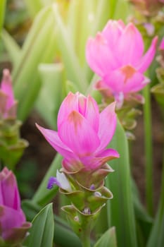 The background image of the colorful flowers, background nature