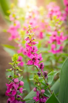 The background image of the colorful flowers, background nature