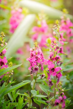 The background image of the colorful flowers, background nature