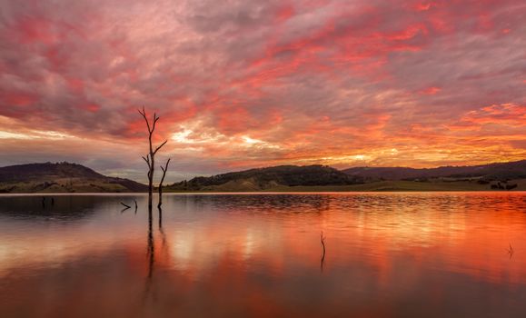 Stunning rich red full  cloud sunset and reflections in the lake and  some dead trees for contrast. Australian sunsets