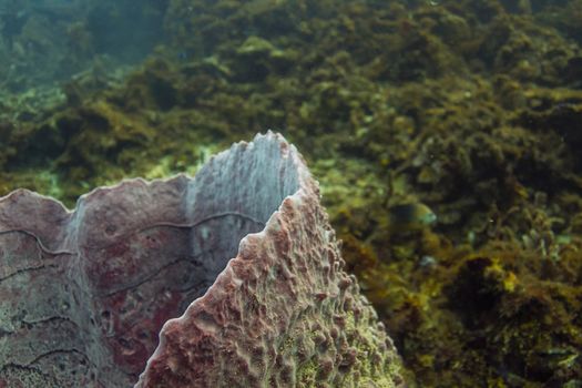 close up of a corner of a xestospongia muta