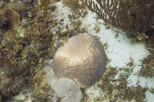 Brain coral growing on the bottom of the ocean