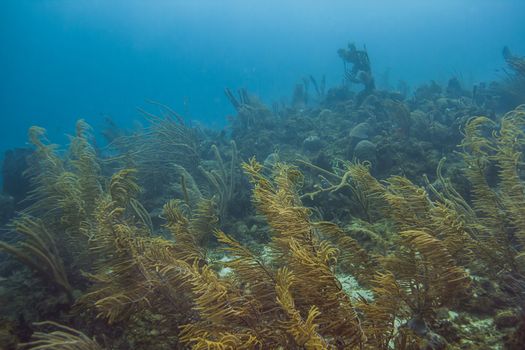 Landscape view of an Atlantic ocean reef