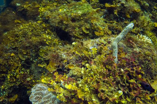Close-up of multiple species of coral and sponge