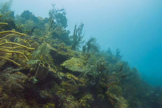 Large Caribbean coral reef filled with multiple species of coral and sponges