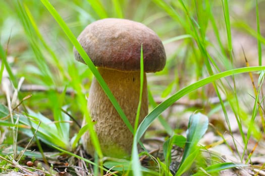 white cep growing in the grass. Beautiful summer mushroom growth