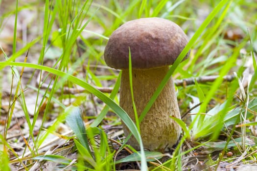 White mushroom growing in the grass. Beautiful summer cep growth