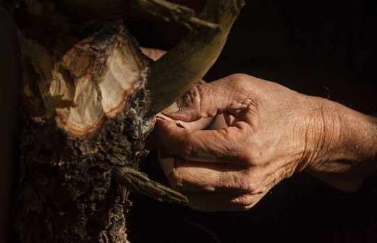Old man hand working on bonsai tree wood