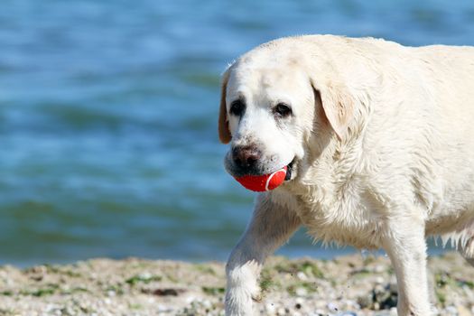 a yellow labrador playing at the sea in summer portrait