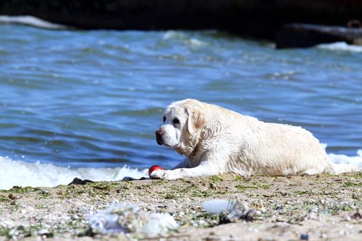 yellow labrador playing at the sea in summer portrait