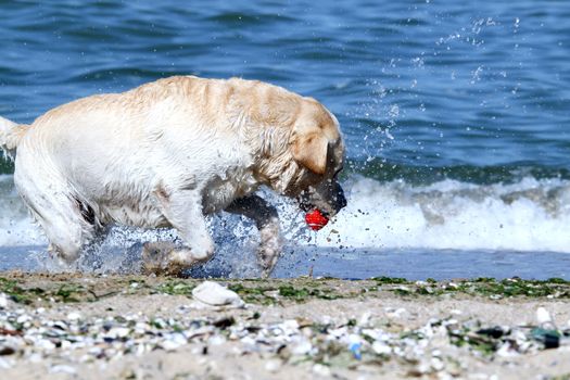 the yellow labrador playing at the sea in summer