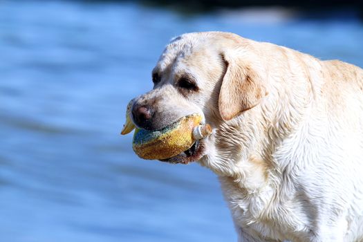 the yellow labrador playing at the sea in summer with a toy