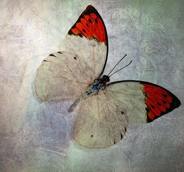 a grunge butterfly wallpaper texture