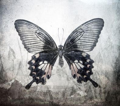 a grunge butterfly design wallpaper texture 