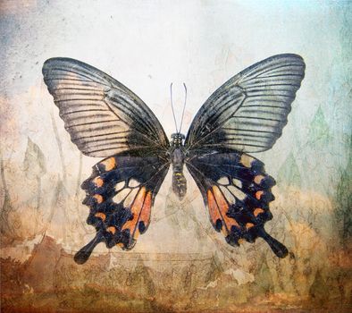 a grunge butterfly wallpaper texture