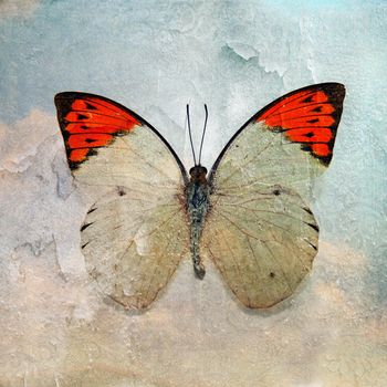 a grunge butterfly wallpaper texture