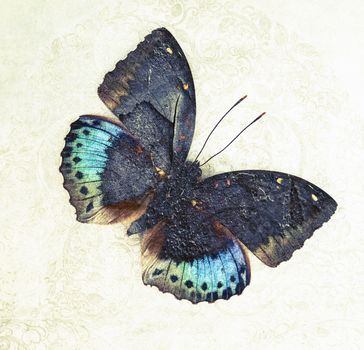 a grunge butterfly design wallpaper texture 