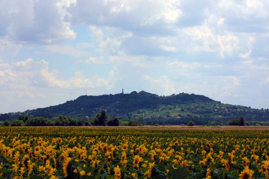 sunflowers field on the mountain and blue sky background.