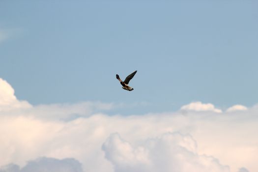 predatory bird in flight. Against the backdrop of a blue sky with white clouds.