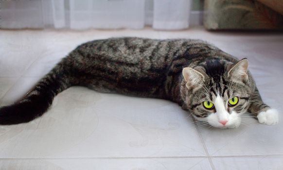 Domestic pet cat with bright green eyes lies on floor posing and stretching