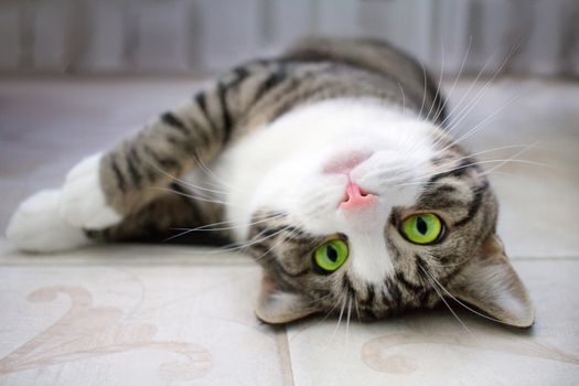 Domestic pet cat with bright green eyes lies upside down on floor