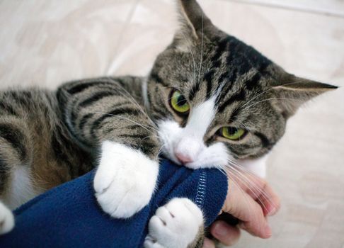 Domestic pet cat with bright green eyes plays biting arm sleeve