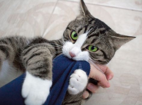 Domestic pet cat with bright green eyes plays biting arm sleeve