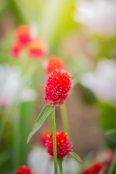 The background image of the colorful flowers, background nature