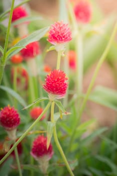 The background image of the colorful flowers, background nature