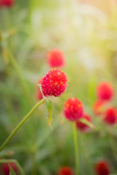 The background image of the colorful flowers, background nature