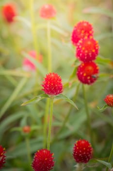The background image of the colorful flowers, background nature
