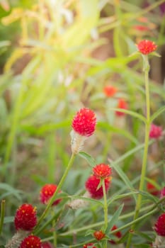 The background image of the colorful flowers, background nature
