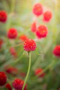 The background image of the colorful flowers, background nature