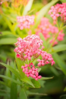 The background image of the colorful flowers, background nature