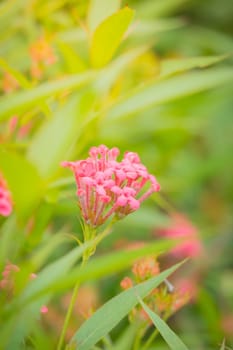 The background image of the colorful flowers, background nature