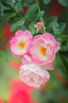 The background image of the colorful flowers, background nature