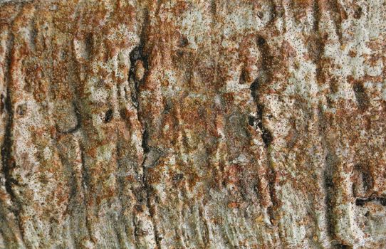 Closeup of the bark of the baobab tree