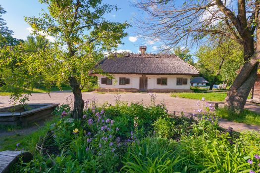 A flower bed with small beautiful flowers and green leaves against the background of an old authenic Ukrainian hut
