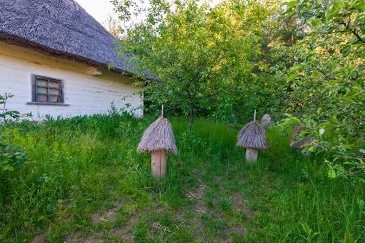 Green flowering fruit trees in the garden near the old Ukrinsky hut with white walls and thatched roof