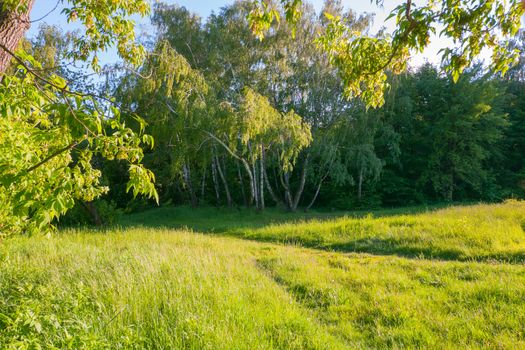 A picturesque forest path against the background of small flowering birches in the distance