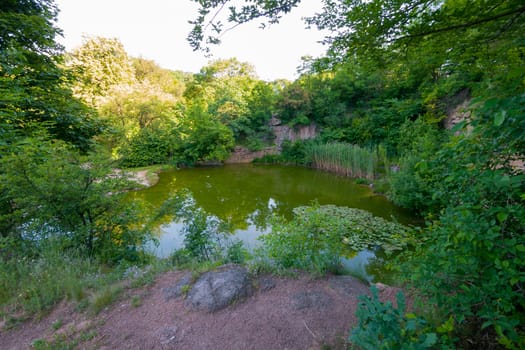 A small forest pond with green due to bacteria and dirty because of mule water. It looks disgusting