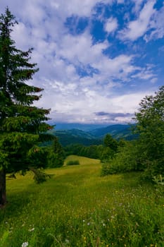 Beautiful lush fur-trees on the slope of a green mountain against a blue sky background