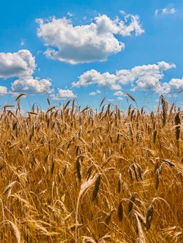 golden ears of ripe wheat on a background of blue sky with fluffy clouds. It's time to harvest