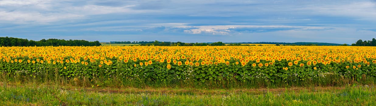 Panoramic photo of a large field with sunflowers. Against the backdrop of the sky they look like a lot of suns dazzling their yellow light