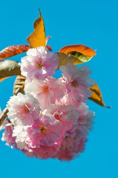 pink sakura flowers, a branch of blossoming cherry against a bright blue sky