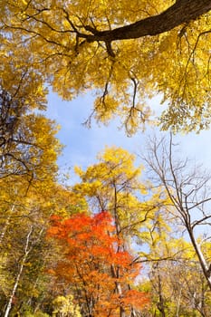 Colourful Forest