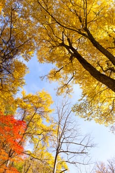 Maple tree in autumn season